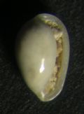 Granulina tenuilabiata